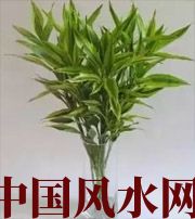 莆田十二生肖养什么植物最旺财运？你知道吗！